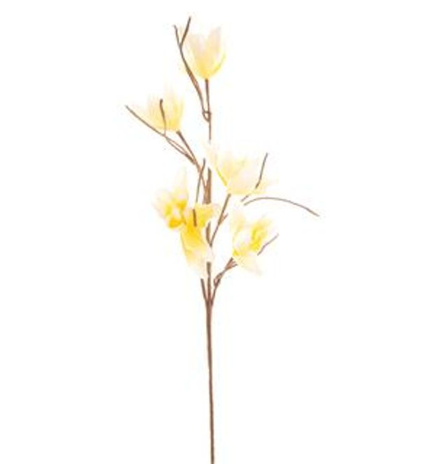 Hovedbilde Kvist med magnolia gul/hvit