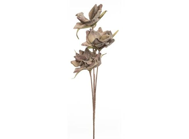 Hovedbilde Kvist med 3 bladblomst.